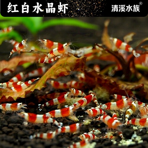 水晶虾观赏虾宠物虾用