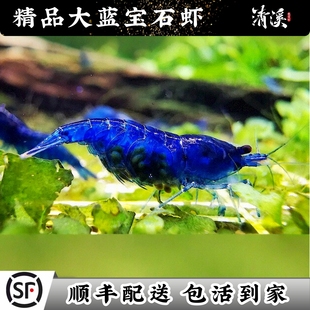 精选大号抱卵蓝宝石米虾观赏冷淡水繁殖鱼缸除藻宠物虾鲜活寄香港