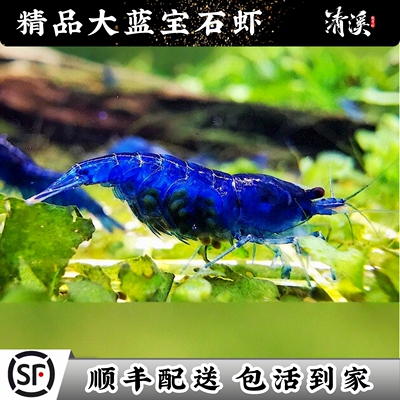 精选大号抱卵蓝宝石米虾观赏冷淡水繁殖鱼缸除藻宠物虾鲜活寄香港
