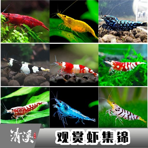 观赏虾红白水晶银河花虎草缸蓝宝石金背琉璃极火鲜活体宠物寄香港