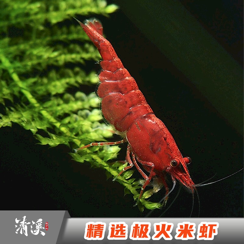 精选极火米虾观赏冷热带淡水虾子大小成年繁殖鱼缸虾鲜活宠物邮