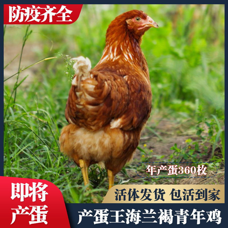 产蛋王海兰褐青年鸡即将下蛋鸡活苗活鸡包活到家红毛生蛋鸡苏北