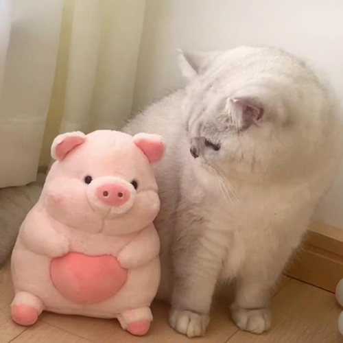 公仔抱枕布娃娃可爱小猪毛绒玩具