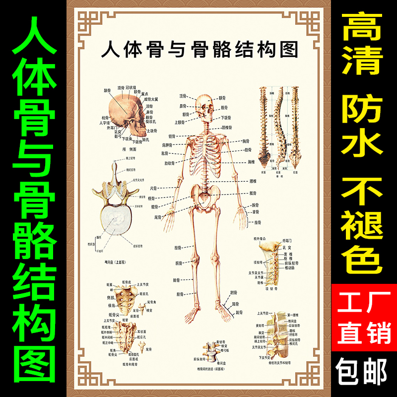 人体骨与骨骼结构图全身骨骼结构示意图 肌肉结构解剖