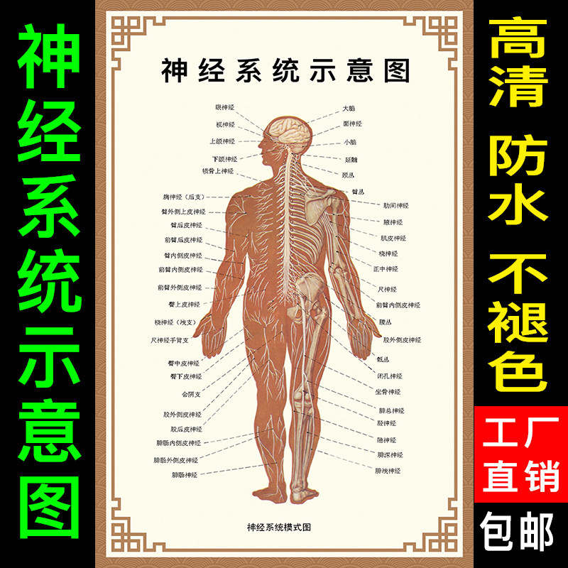 人体骨骼器官内脏宣传画人体神经系统示意图人体肌肉解剖图大挂图