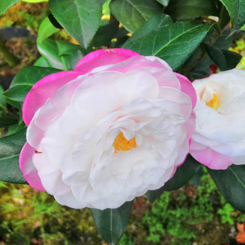 山茶花玉玫瑰稀有名贵白紫花阳台桌面绿植