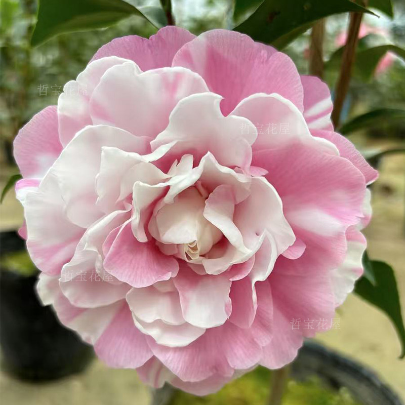 西利米切尔茶花粉色大花复色阳台庭院花卉盆栽耐寒耐热好养绿植苗