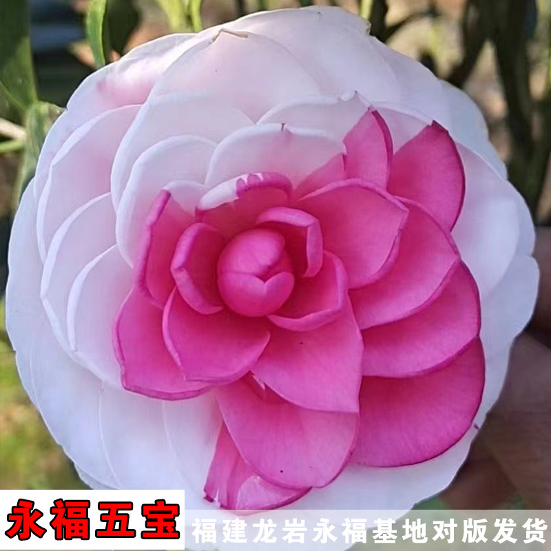 永福五宝茶花一树多色白底稀有新品种茶室内庭院阳台耐寒耐热盆栽