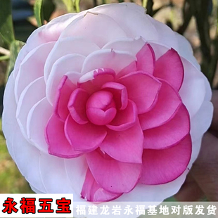 永福五宝茶花一树多色白底稀有新品种茶室内庭院阳台耐寒耐热盆栽