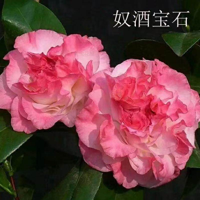 奴酒宝石茶花盆栽名贵稀有牛西奥宝石山茶耐寒耐热好养室内外绿植