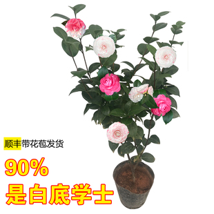 山茶花树苗白底十八学士盆栽带花苞名贵一树多色阳台室内观花植物
