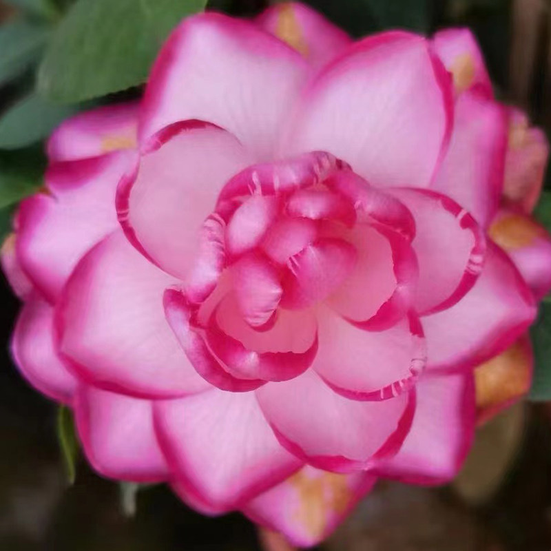 卷牛茶花稀有名贵原生苗卷瓣牛西奥雕石山茶花庭院阳台盆栽绿植苗