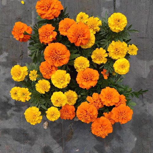 万寿菊盆栽孔雀菊花苗臭芙蓉草花卉植物易活可地栽阳台绿植驱蚊虫