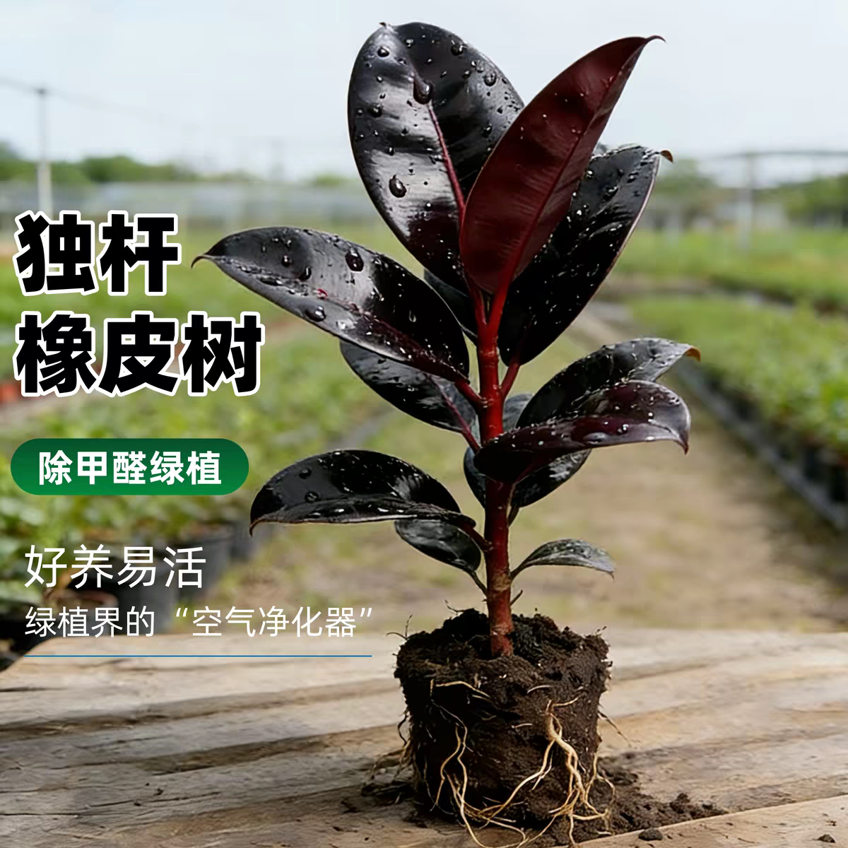 旺宅橡皮树盆栽家庭室内客厅四季长青花卉净化空气绿色观叶植物