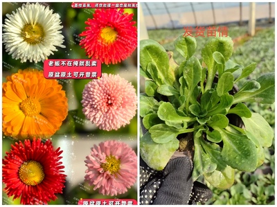 绒球雏菊花苗塔苏系列耐寒桌面花礼品花多年生室内室外年宵花植物