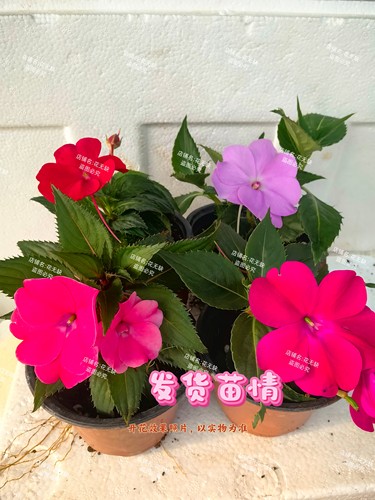 带花苞超级凤仙花桑贝斯大花凤仙盆栽耐热耐寒阳台庭院花卉植物