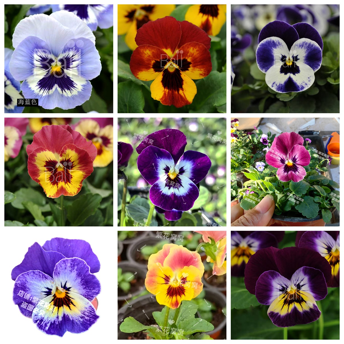 三色堇小花猫指定自选色小角堇冬季耐寒草脸盆栽小苗25色基地直发