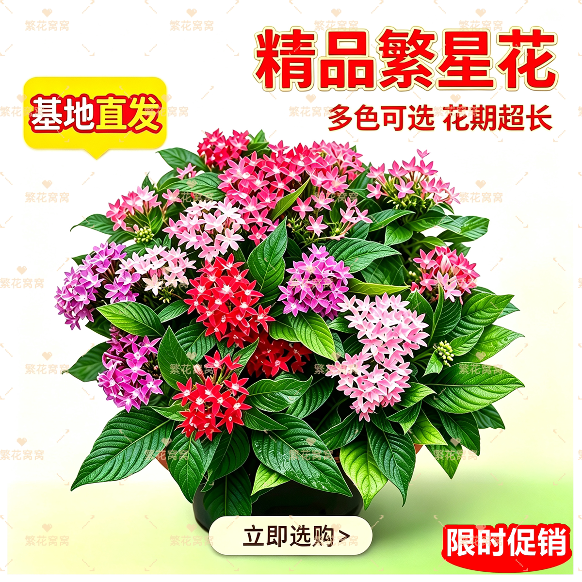 繁星花耐热五星花盆栽阳台植物庭院多年生花卉带花净化空气包邮