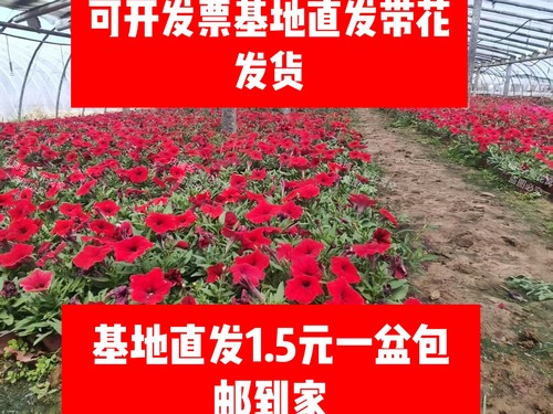 大花矮牵牛垂吊牵牛美女樱石竹彩叶草组合盆栽花卉带花苞四季开花