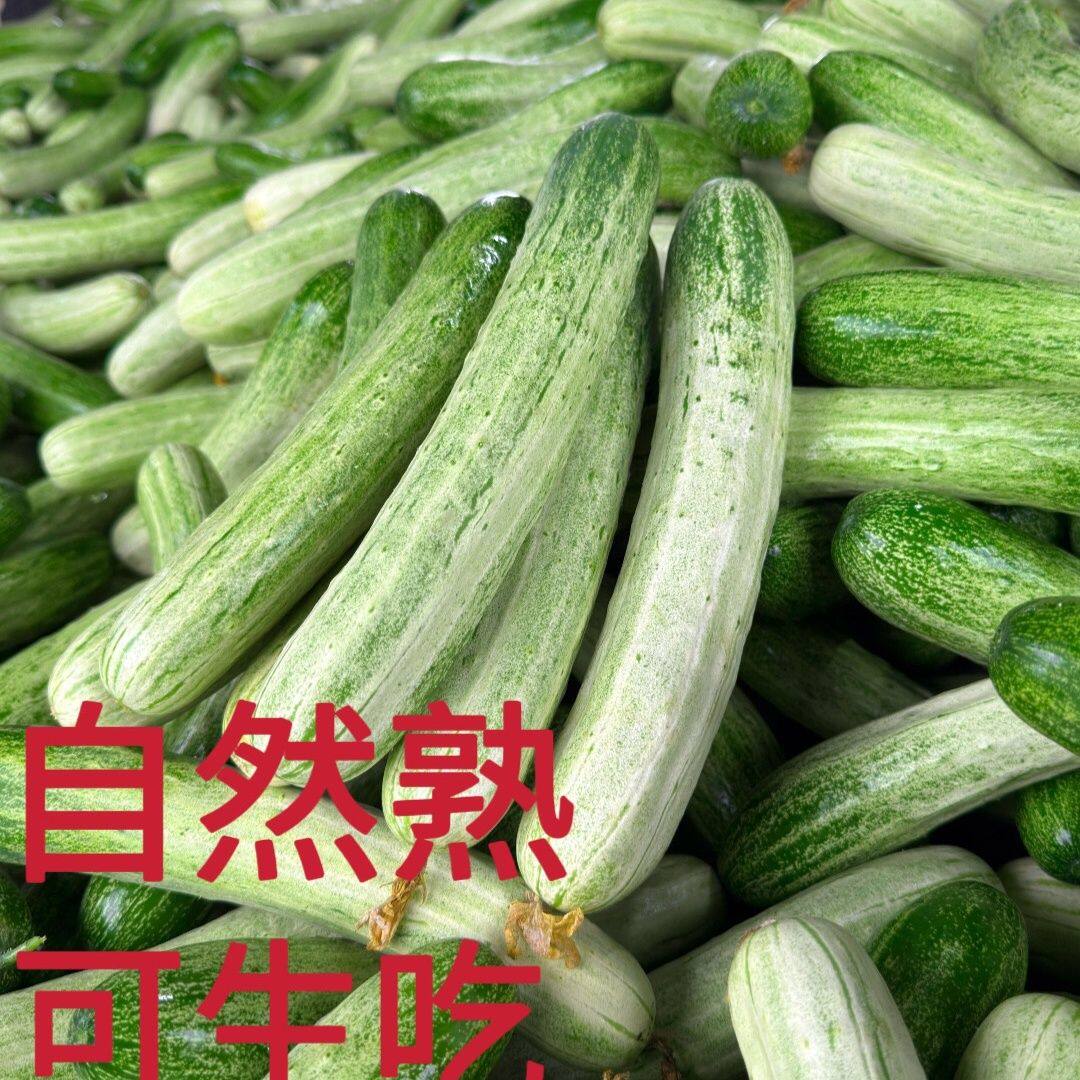新鲜采摘土黄瓜旱黄瓜脆嫩可口可生吃泡沫箱＋冰发货