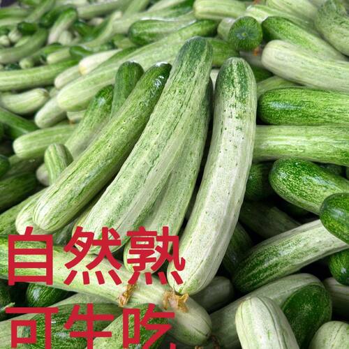 新鲜采摘土黄瓜旱黄瓜脆嫩可口可生吃泡沫箱＋冰发货
