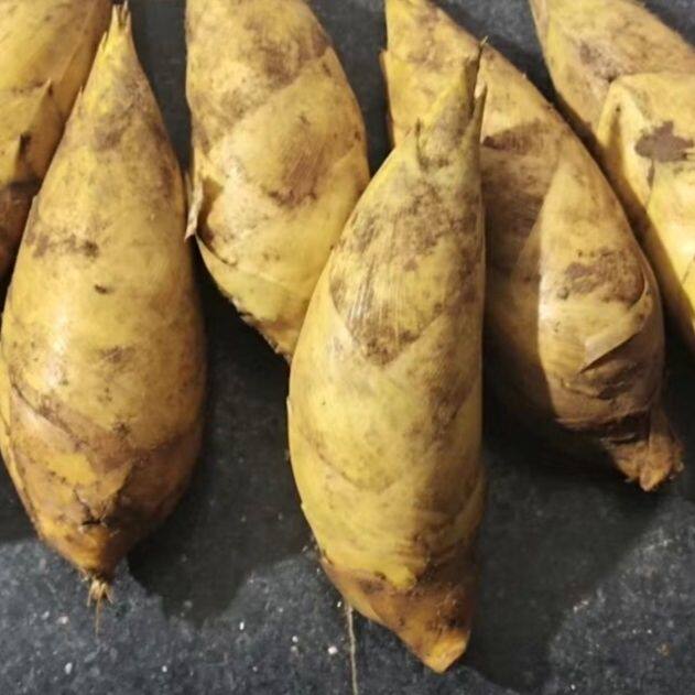 新鲜冬笋黄泥高山笋野生现挖竹笋蔬菜农产品时令蔬菜竹笋安徽特产