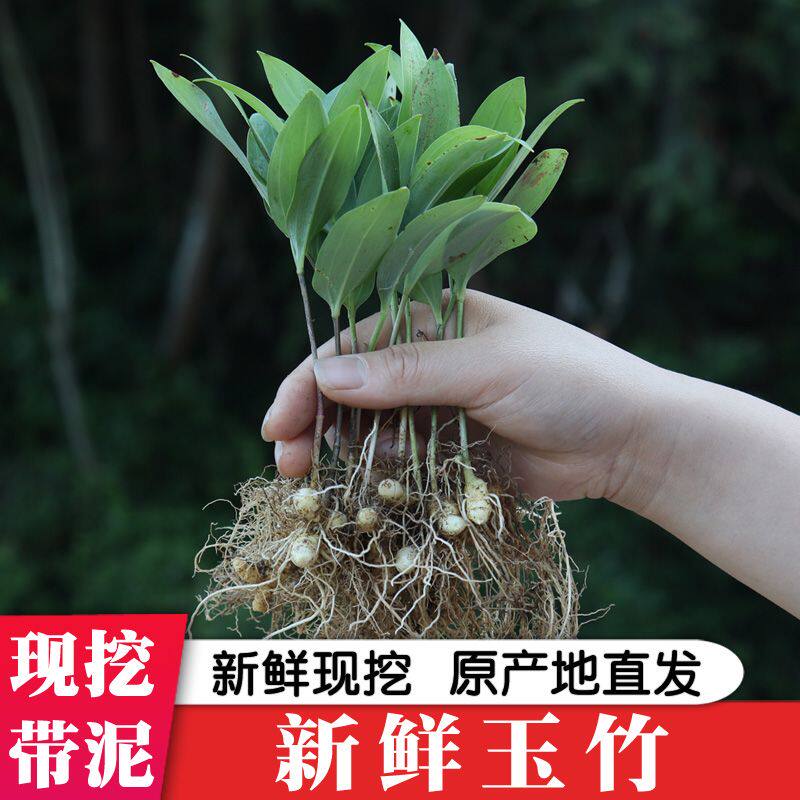 玉竹新鲜玉竹生玉竹苗根须可花冠盆景中药材大别山根茎盆栽