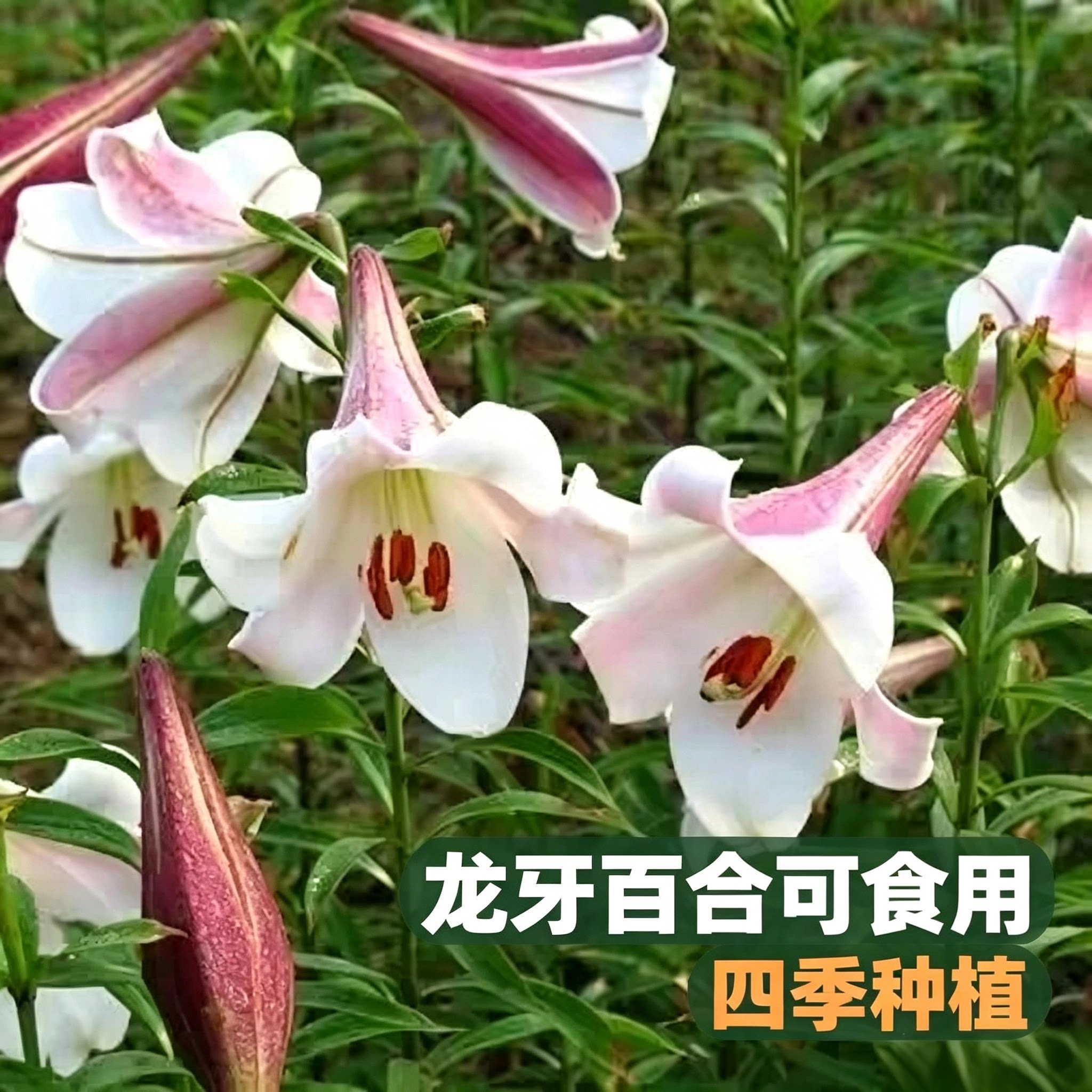 正宗龙芽百合 可种植 室外庭院地栽盆栽 观赏花卉可食用百合球茎