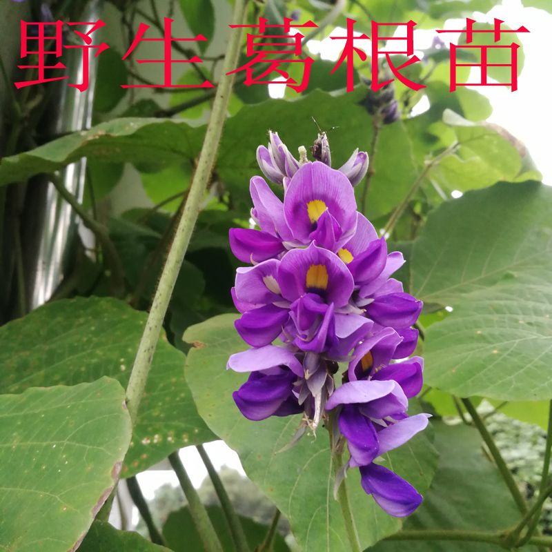 新品种葛根苗地栽无渣粉葛苗南北桌面绿植
