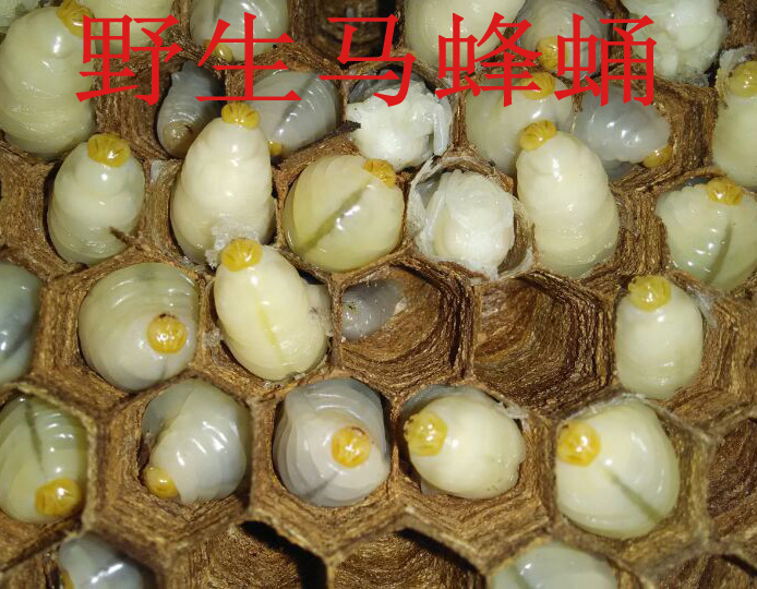 野生蜂蛹新鲜马蜂蛹一级活体冷冻胡蜂黄蜂蛹虎头蜂虫可泡酒蜂产品