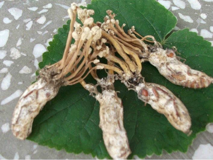 大别山金蝉花新货野生虫草花金蚕花土蝉花虫草替代品50克金蝉花