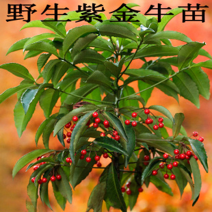 紫金牛盆栽走马胎苗大小叶血枫跌打走马风盆栽九丝马四季常青