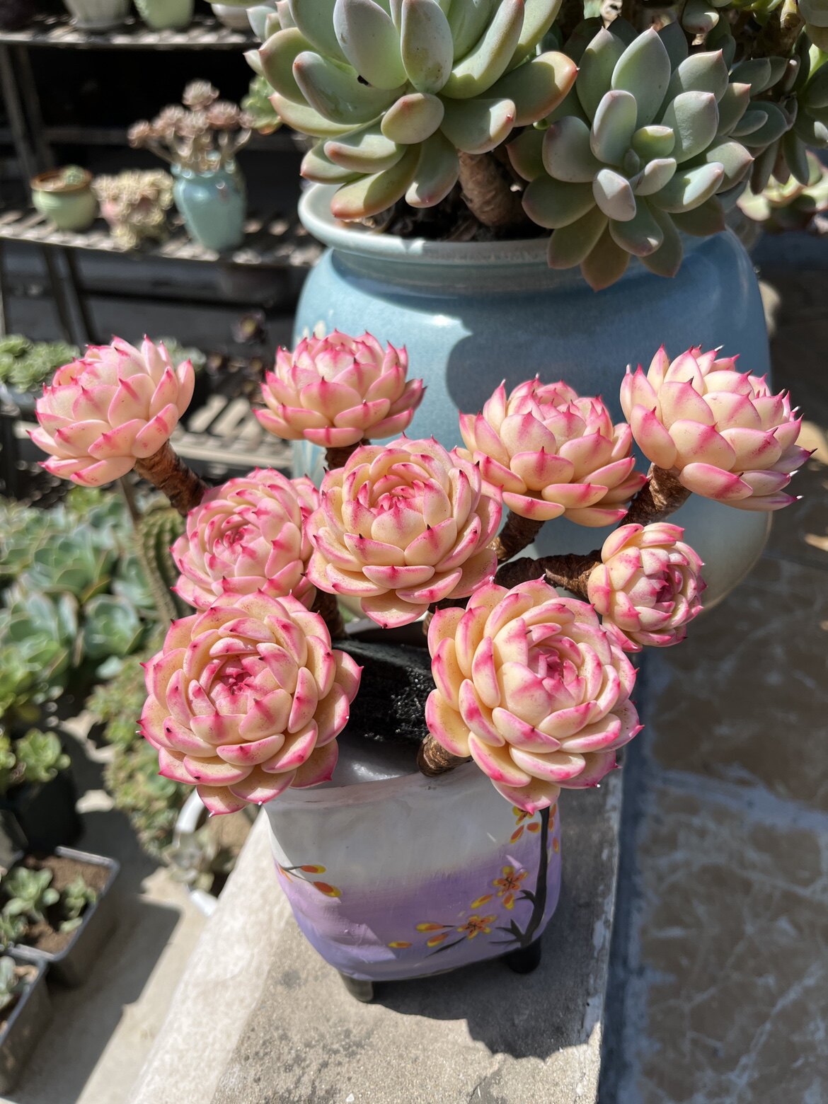 老桩苯巴蒂斯黏土多肉