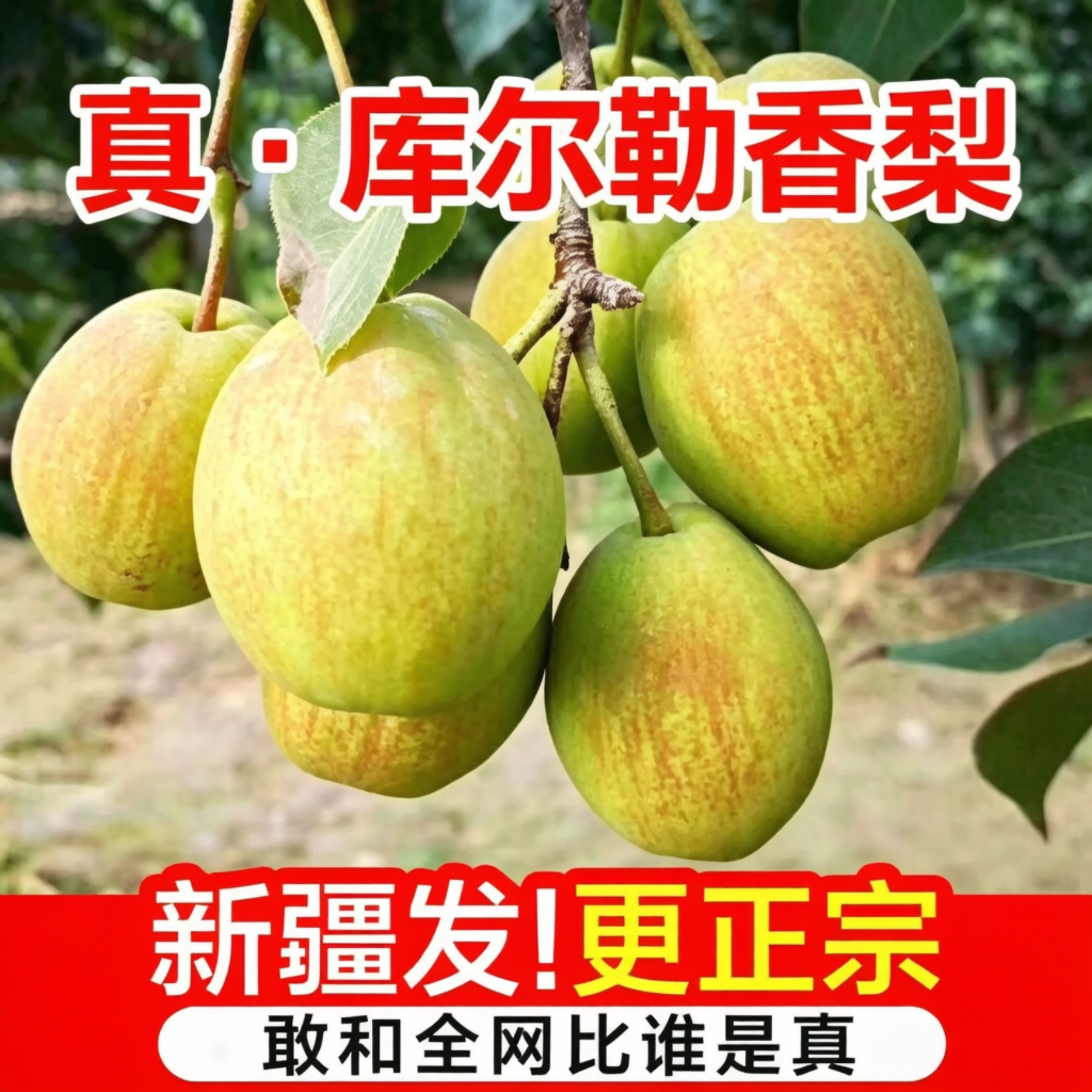 新疆库尔勒香梨正宗全母梨子新鲜鲜果当季水果孕妇整箱顺丰包邮