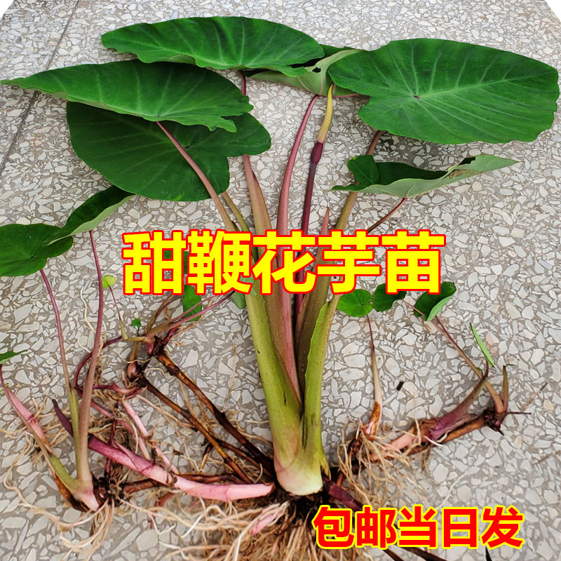 芋头花种苗食用包邮芋芽种子