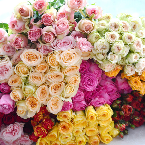 11向日葵花价格 11向日葵花图片 星期三