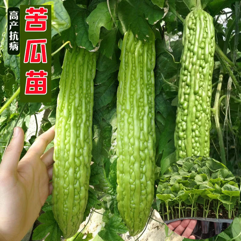 苦瓜秧苗苹果苦瓜种子菜苗小赖瓜蔬菜苗带土白苦瓜高产阳台盆栽苗