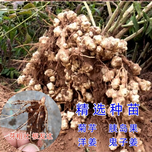 洋姜鬼子姜带根带芽好活好吃健康