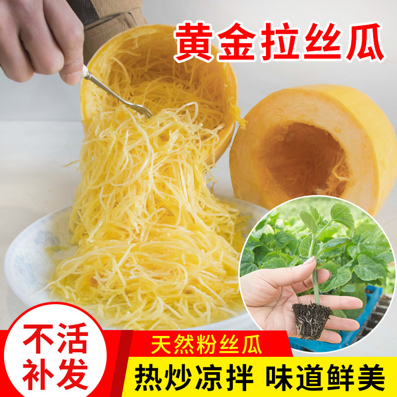 金丝绞瓜苗秧苗蔬菜苗金瓜搅瓜海粉丝瓜金丝瓜阳台盆栽荷兰小黄瓜