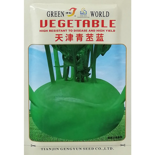 天津青丕兰种子球茎扁圆外皮青绿色青丕蓝蔬菜种籽肉质细嫩质脆