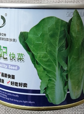 天瑞绿妃快菜种子耐湿热小白菜