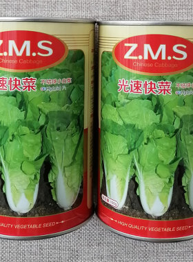 光速肥大四季播早熟小白菜