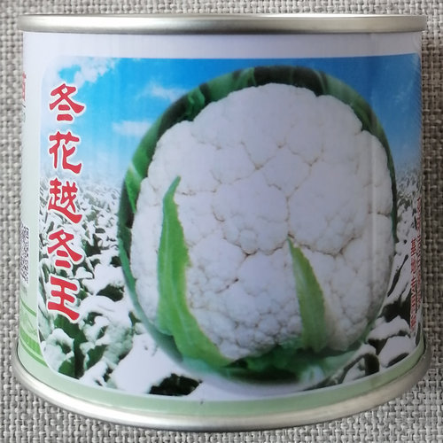 郑研越冬耐低温保护地种植花菜