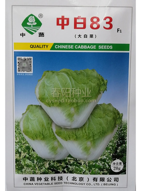 中白83白菜种子中晚熟秋季大白菜种籽叶球平头矮桩叠抱抗病高产