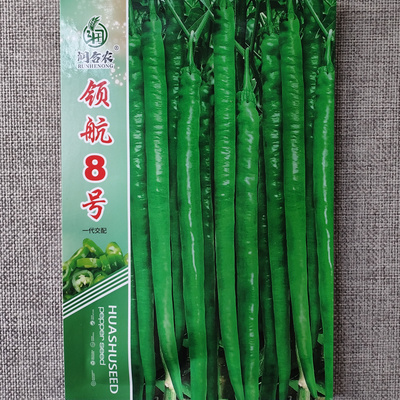 香辣味浓高产领航8号线椒种子