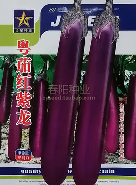 粤茄红紫龙紫红长茄杂交高产茄子