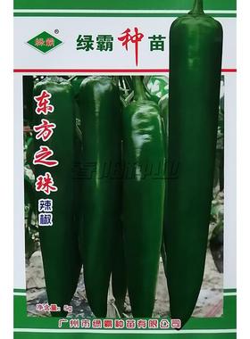 东方之珠辣椒种子中早熟粗牛角椒种籽味辣果皮深绿色光滑肉厚高产