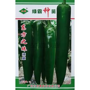 东方之珠辣椒种子中早熟粗牛角椒种籽味辣果皮深绿色光滑肉厚高产