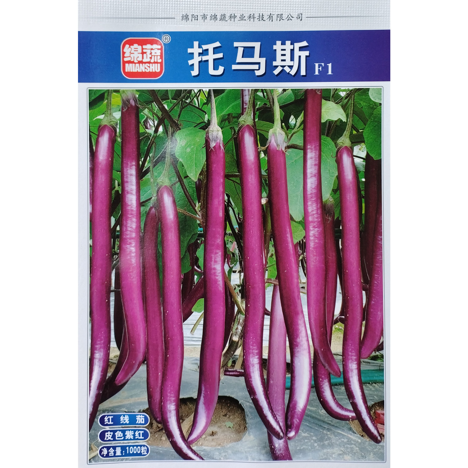 绵蔬托马斯2号茄子种子早熟细长红线茄种籽紫红鲜亮耐热耐寒杭茄