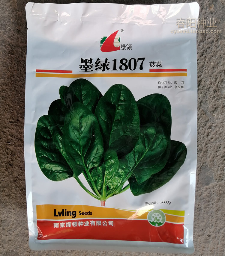 绿领菠菜种子墨绿1807深绿早中熟